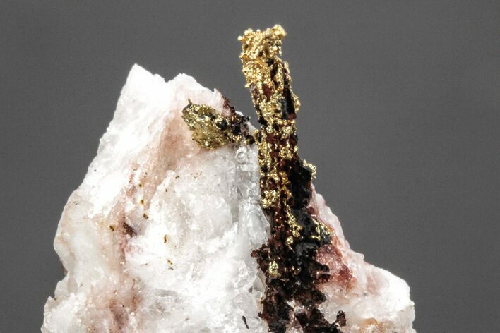 Native Gold Formation in Quartz - Morocco #213531